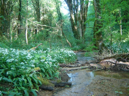 Forêts alluviales à Aulne glutineux, Frêne ou Saule blanc - E. ROUYER